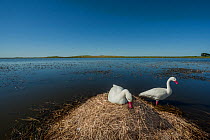 Coscoroba swan (Coscoroba coscoroba) pair nesting on lagoon, one sitting on nest whilst other stands nearby. La Pampa, Patagonia, Argentina. February.