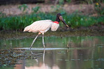 American stork (Jabiru mycteria) hunting in water. Pantanal, Mato Grosso, Brazil.