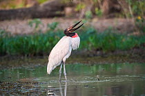 American stork (Jabiru mycteria) with beak open, standing in water. Pantanal, Mato Grosso, Brazil.