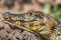Broad-snouted caiman (Caiman latirostris) baby with flies on head, portrait. Pantanal, Mato Grosso, Brazil.
