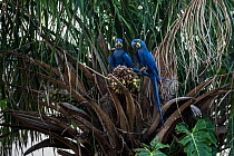 Hyacinth macaw (Anodorhynchus hyacinthinus) two perched in palm tree. Pantanal, Mato Grosso, Brazil.