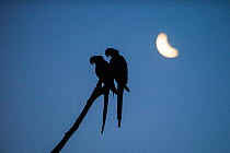 Hyacinth macaw (Anodorhynchus hyacinthinus) pair perched on branch, silhouetted under crescent moon. Mato Grosso Forest, Pantanal, Mato Grosso, Brazil.
