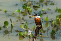 Ringed kingfisher (megaceryle torquata) perched with beak open in wetland. Pantanal, Mato Grosso, Brazil.