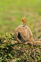 Rufous hornero (Furnarius rufus) with prey in beak, on top of mud nest. Pantanal, Mato Grosso, Brazil.