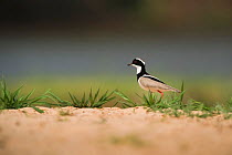 Pied plover (Vanellus cayanus) on sandy bank. Pantanal, Mato Grosso, Brazil.