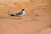 Yellow-billed tern (Sternula superciliaris) standing on sand with open beak. Cuiaba River, Pantanal, Mato Grosso, Brazil.