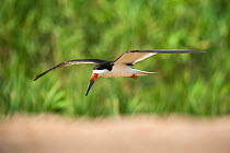 Black skimmer (Rynchops niger) in flight. Cuiaba River, Pantanal, Mato Grosso, Brazil. September.