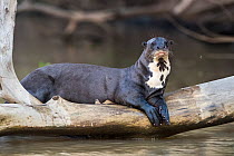 Giant river otter (Pteronura brasiliensis) resting on fallen tree trunk above Cuiaba River. Pantanal, Mato Grosso, Brazil.