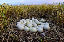 Greater rhea (Rhea americana) eggs in nest, at edge of arable field. Patagonia, Argentina. October.