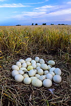 Greater rhea (Rhea americana) nest with many eggs, at edge of arable field. Patagonia, Argentina. October.