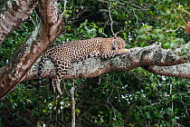 Jaguar (Panthera onca) sleeping in tree, legs dangling down. Cuiaba River, Pantanal, Mato Grosso, Brazil. September.