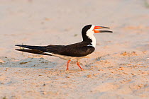 Black skimmer (Rynchops niger) on sand with open beak..Cuiaba River, Pantanal, Mato Grosso, Brazil.
