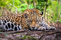 Wild Jaguar (Panthera onca), Endangered, Cuiab River,Pantanal, Mato Grosso, Brazil