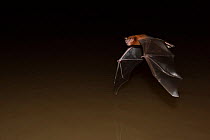 Fisherman bat (Noctilio leporinus),Cuiab River,Pantanal, Mato Grosso, Brazil