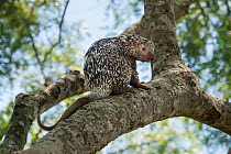 Brazilian porcupine (Coendou prehensilis) in tree. Cuiaba River, Pantanal, Mato Grosso, Brazil.