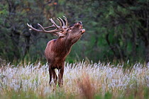Red deer (Cervus elaphus) stag rutting in grassland. La Pampa, Argentina. April.