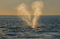 Southern right whale (Eubalaena australis) expelling air and spray through blow hole. Valdes Peninsula, Chubut, Patagonia, Argentina. October.