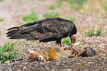 Turkey vulture (Cathartes aura) scavenging on Patagonian fox (Lycalopex griseus) carcass. Chubut, Patagonia, Argentina. April.