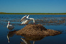 Coscoroba swan (Coscoroba coscoroba) at nest raised above lagoon. La Pampa, Patagonia, Argentina. February.