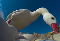 Coscoroba swan (Coscoroba coscoroba) at nest with eggs. La Pampa, Patagonia, Argentina. February.
