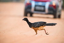 Bare-faced curassow (Crax fasciolata) running across the Transpantaneira route, car in background. Pantanal, Mato Grosso, Brazil. 2017.