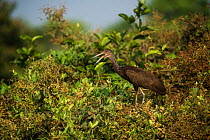 Limpkin (Aramus guarauna) vocalising in tree. Pantanal, Mato Grosso, Brazil