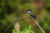 Green kingfisher (Chloroceryle americana) perched on branch. Pantanal, Mato Grosso, Brazil