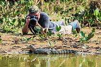 Wildlife photographer taking photograph of Crocodilian. Pantanal, Mato Grosso, Brazil.
