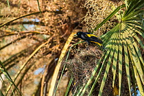 Golden-winged cacique (Cacicus chrysopterus) vocalising in Palm tree. Pantanal, Mato Grosso, Brazil.