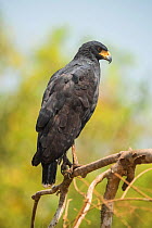 Great black hawk (Buteogallus urubitinga) perched on branch. Pantanal, Mato Grosso, Brazil.