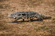 Argentine black and white tegu lizard (Tupinambis merianae). Pantanal, Mato Grosso, Brazil.