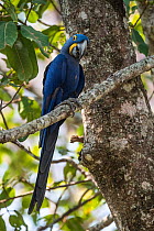 Hyacinth macaw (Anodorhynchus hyacinthinus) perched in tree. Pantanal, Mato Grosso, Brazil.