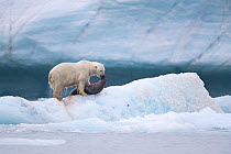 Polar bear (Ursus maritimus) feeding on Harp seal (Pagophilus groenlandicus). Croker Bay, Devon Island, Nunavut, Canada. August.