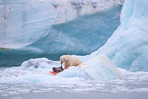 Polar bear (Ursus maritimus) hunting and feeding on Harp seal (Pagophilus groenlandicus). Croker Bay, Devon Island, Nunavut, Canada. August.