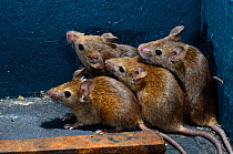 House mice (Mus domesticus) hiding in corner of garden shed. Dorset, England, UK. July.
