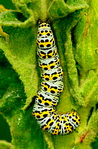 Mullein moth (Cucullia verbasci) caterpillar feeding on Great mullein (Verbascum thapsus). Dorset, England, UK. June.