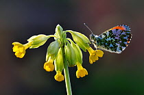 Orange-tip butterfly (Anthocharis cardamines) resting on Cowslip (Primula veris). Dorset, England, UK. April.