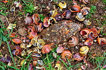 Song thrush (Turdus philomelos) anvil with broken snail shells. Dorset, England, UK. April.