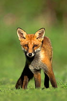 Fox (Vulpes vulpes), juvenile looking at camera with curiousity. Dorset, England, UK. August.