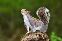 Grey squirrel (Sciurus carolinensis) preparing to jump. Dorset, England, UK. April.