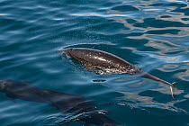 Northern right whale dolphin (Lissodelphins borealis) swimming at surface within pod. California, USA.
