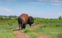 American bison (Bison bison) standing in grassland. Near Chama. New Mexico, USA. June 2019.