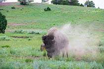 American bison (Bison bison) in dust, on grassland. Near Chama. New Mexico, USA. June 2019.