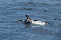 Risso&#39;s dolphin (Grampus griseus) female and calf aged two days, swimming at surface. California, USA.