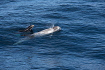 Risso&#39;s dolphin (Grampus griseus) female and calf aged two days, swimming at surface, exhaling. California, USA.