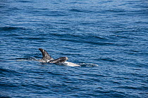 Risso&#39;s dolphin (Grampus griseus) female and calf aged two days, swimming at surface. Calf with head out of water, many scars on female. California, USA.