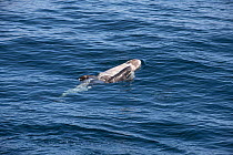 Risso&#39;s dolphin (Grampus griseus) female and calf aged two days, swimming at surface. California, USA.