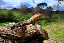 Cunningham&#39;s skink (Egernia cunninghami) basking at midday, Merri Creek on the northern fringe of metropolitan Melbourne, Victoria, Australia. October. Controlled conditions.
