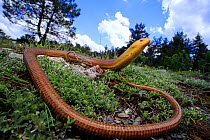 European legless lizard (Pseudopus apodus thracius) male in a forest clearing in the Dadia Forest, Thrace district , Greece, August. Controlled conditions.
