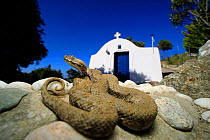 Milos Viper (Macrovipera schweizeri) sub-adult in the grounds of a church, Milos Island, Greece, July. Controlled conditions.